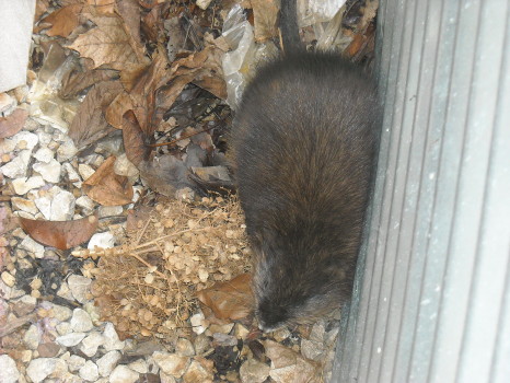 Muskrat in a window well